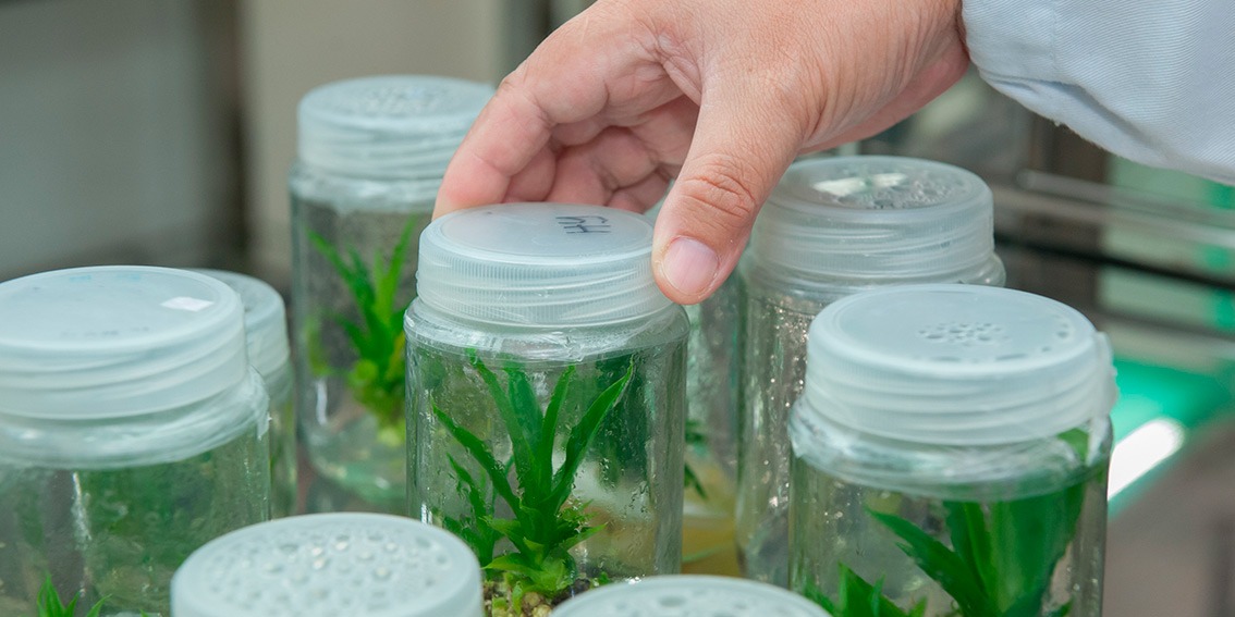 aplicaciones tejidos vegetales Cultivo de tejidos vegetales
